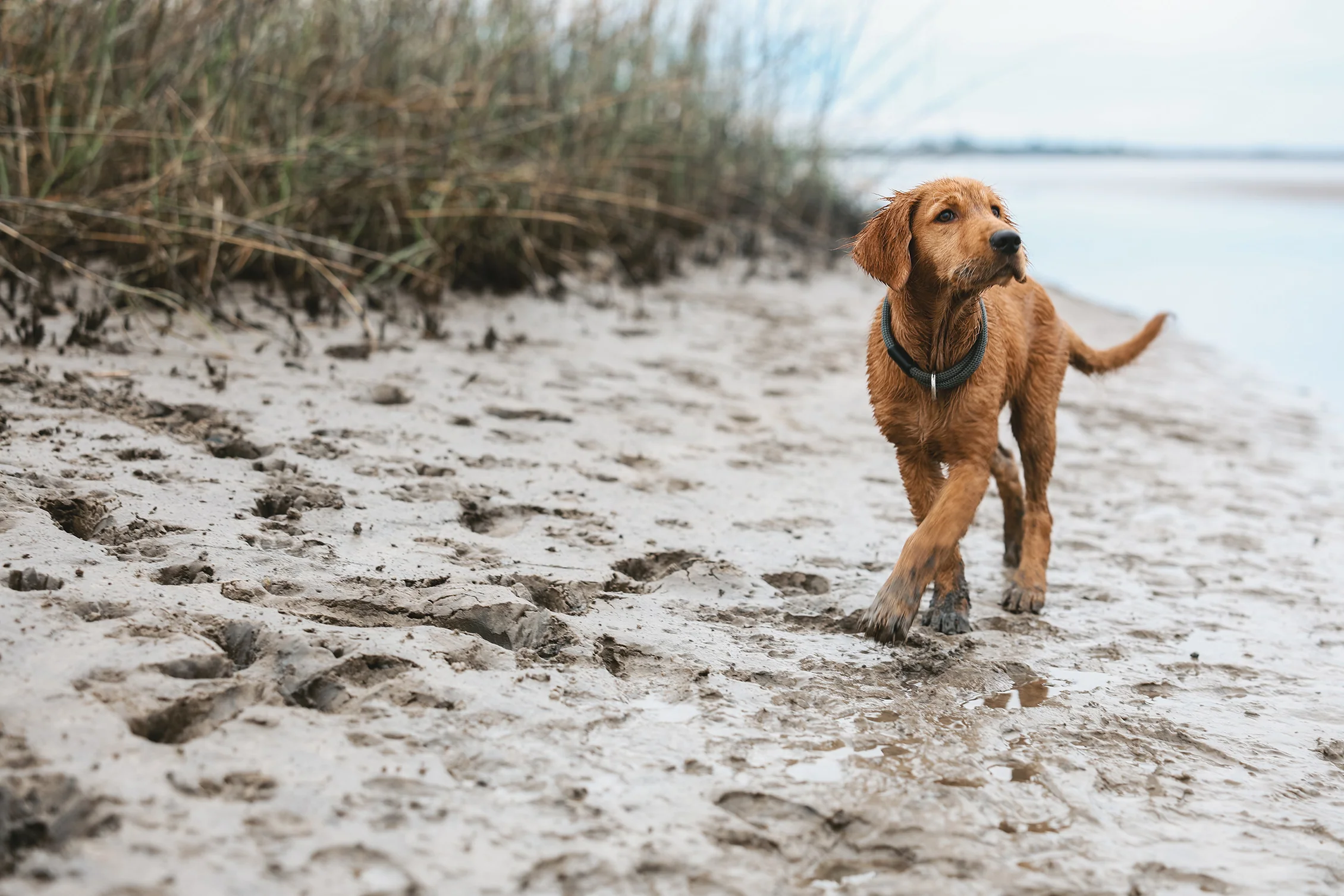 Built for Life, Not Just Walks